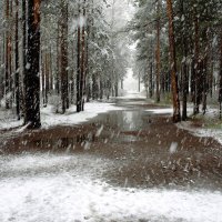 Майский снег :: Николай Морский 