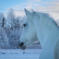 Конный портрет. :: Любовь Анищенко