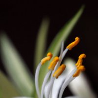 Цветок аспарагуса :: Эдуард Цветков