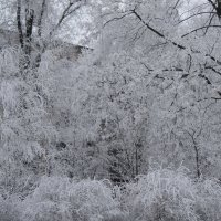 Неделю назад еще была зима. Не верится. :: Наталия С-ва