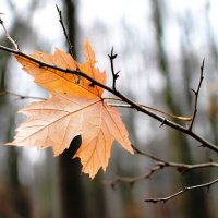 Последний лист :: Эдуард Цветков