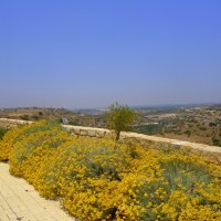 Цветы Кипра :: Ольга Мишустина