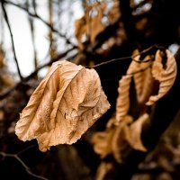dry leaf :: Борис Б