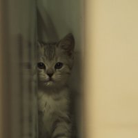 котенок :: Элина 