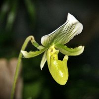 Орхидея :: Наталия Короткова