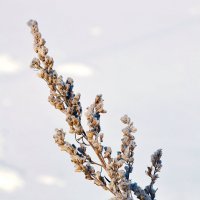 Колосится зимняя трава. :: Виталий Дарханов