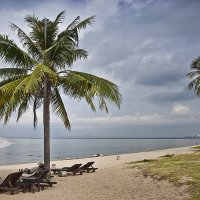 Обычный пляж с пальмами :: Светлана Васильева