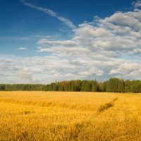 Наши нивы взглядом не обшаришь... :: Владимир Комышев