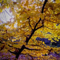 autumn tree :: Борис Б