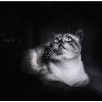Мой любимый котик.. :: Natali Mavlyutova