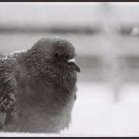 одинокий голубь на карнизе за окном :: Артём O.
