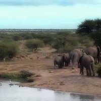 Слоны, антилопы, цапли... Это пруд Пита сегодня :: Alexei Kopeliovich