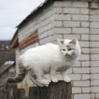 Кошки :: Андрей Студеникин