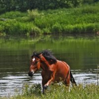 Ощущение свободы :: stolypin.v 