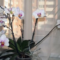 орхидея в спальне :: Лидия кутузова