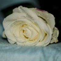 чайная роза :: елена брюханова