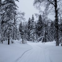 Зимний лес :: Павел Печковский