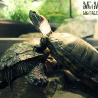 Хищные черепахи :: марсель 