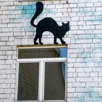Черная кошка. :: Алексей Сараев