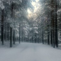 Зимний лес :: Анжела Пасечник