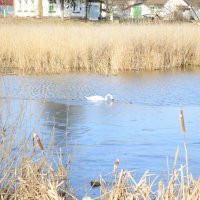 первые проблески весны,лебеди :: Михаил Bobikov