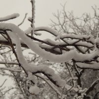 веточка в снегу :: Дарья Неживая