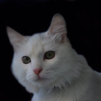 мой кот :: Roman Skrypnyk