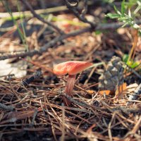 Поездка за грибами :: Серега Иванов