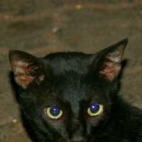 Индийская чёрная кошка ночью.... :: Александр Бычков