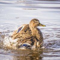 *** :: Соня Орешковая (Евгения Муравская)