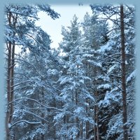Зимний лес :: Валерий Стогов
