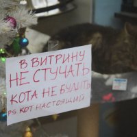 &quot;В витрину не стучать!!!...Кот настоящий!!!&quot; :: Алина Тазова