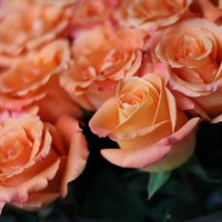 Персиковые розы :: Olga Al