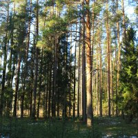 Весенний лес :: Павел Кузнецов
