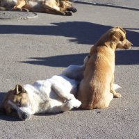 Мы - безответны...Вы - не правы!! Ведь мир кричит мученьем нашим! Мы в жизнь пришли не для расправы, :: Сергей Философ