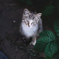 Котёнок :: Сергей Чащин