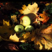 Осенние яблочки. :: Валерий Стогов
