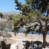 Кипарис и оливковое дерево в старой крепости :: Сергей 