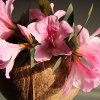 весна... в кокосе :: Наталья Фаустова