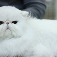 если не ошибаюсь персидский кот :: Mayya Zorina
