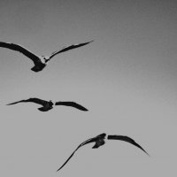 birds :: Юля Рудакова