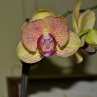 Моя орхидея :: Лилия П.