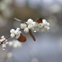 Снежноягодник в декабре. :: Тамара Листопад