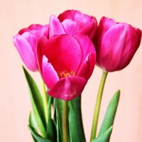 Начало марта- сезон тюльпанов... :: ASKANDER 