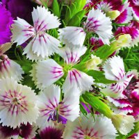 Все цветы Земли - для Вас, милые женщины!!! :: Олег Неугодников