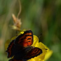 butterfly :: Valentina Severinova