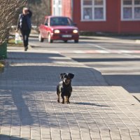 Пешеходы бываю разные :: Виталий Латышонок