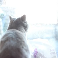 Британская кошка у окна :: Анзор Агамирзоев