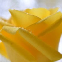 yellow rose :: Valentina Severinova