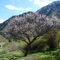 Весна в горах :: Юрий Брейво 